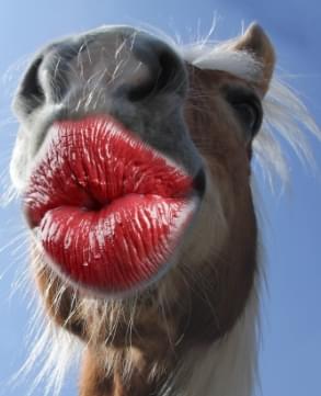 horse